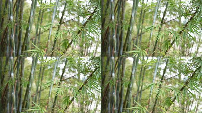 竹林大光圈高清空镜素材