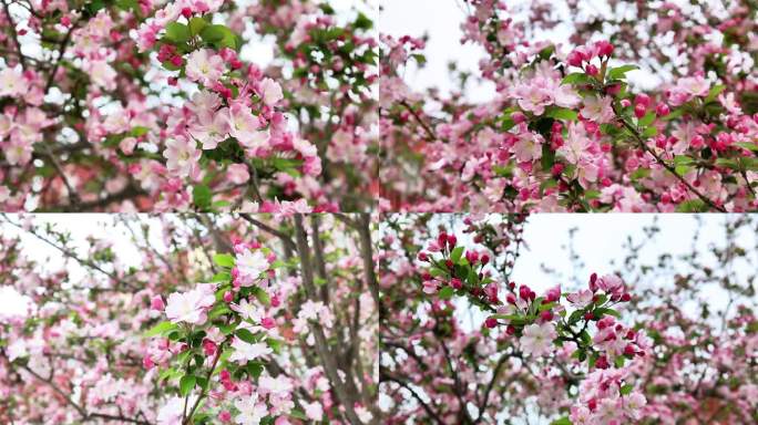 海棠花采蜜蜜蜂