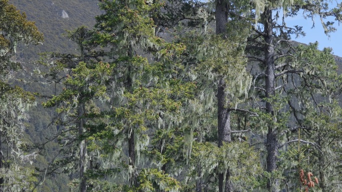 云南旅游风光高海拔树上寄生植物树挂近景