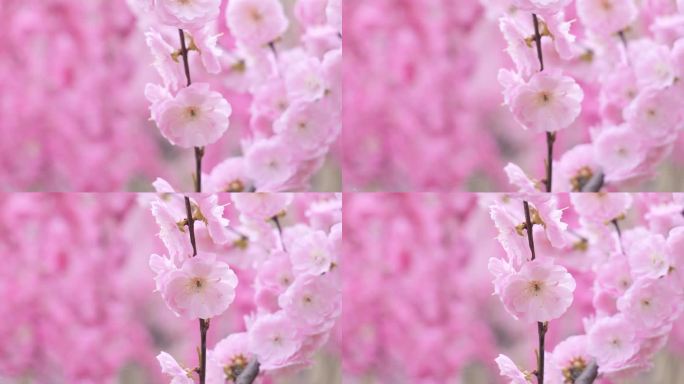 漫山桃花开