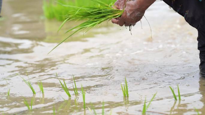 农业水稻种植