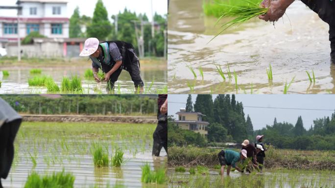 农业水稻种植