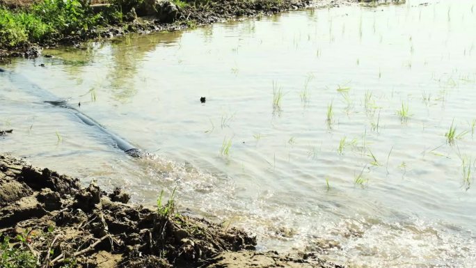水稻灌溉升格