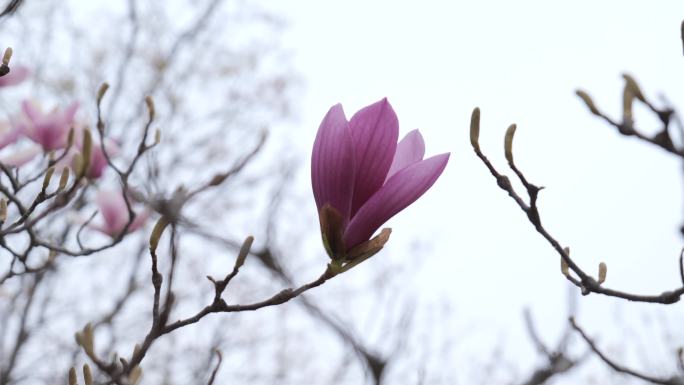 春天的各种花