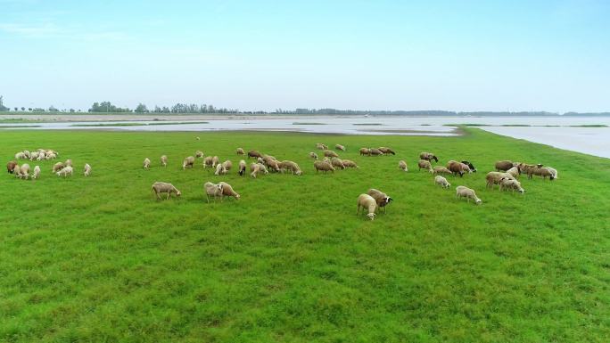 草原羊群航拍