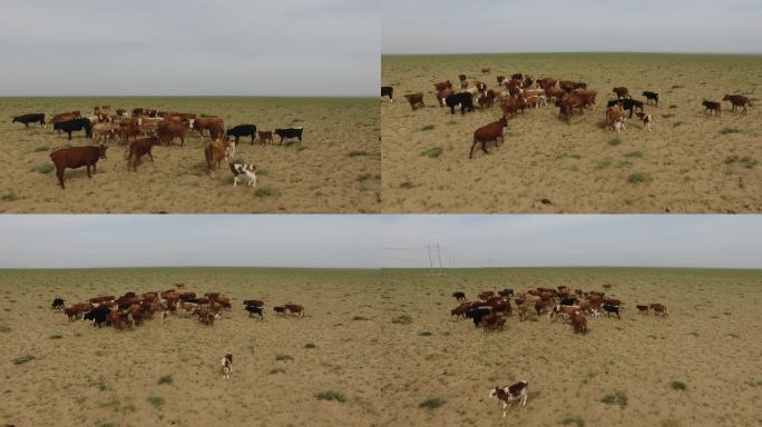 草原干旱的牛