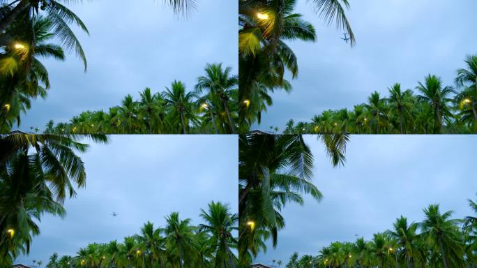 椰树林 飞机从头顶飞过 林荫大道