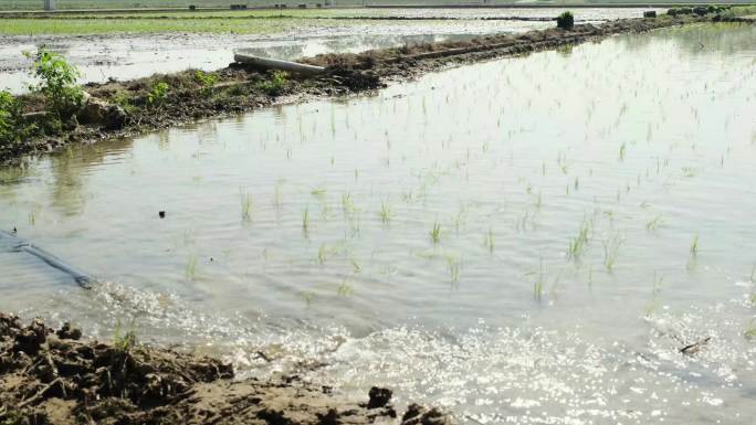 水稻灌溉4K