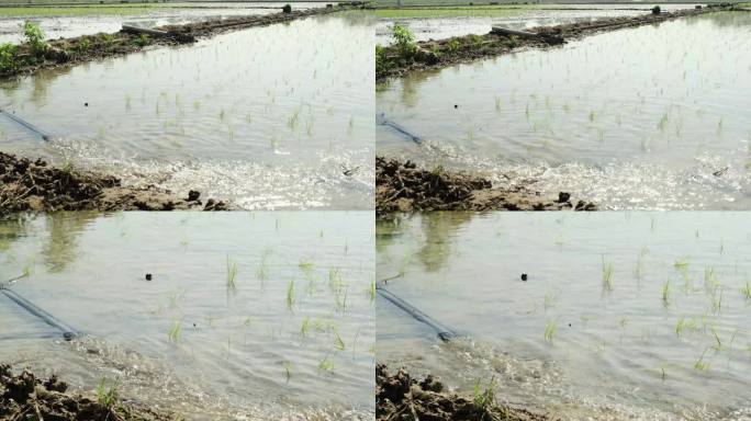 水稻灌溉4K