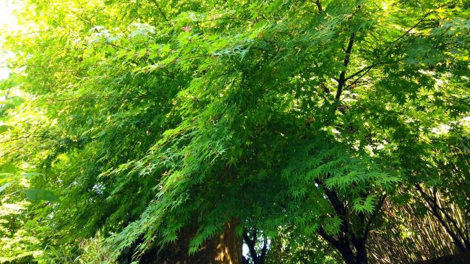 阳光蓝天下的鸡爪槭槭树喷泉