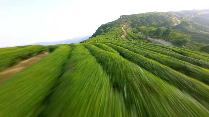 航拍茶园