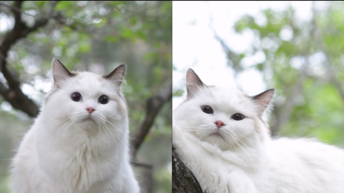 在公园树上玩耍的白色布偶猫