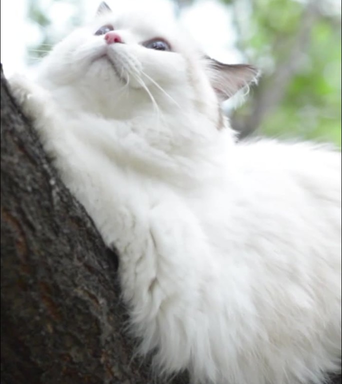 在公园树上玩耍的白色布偶猫