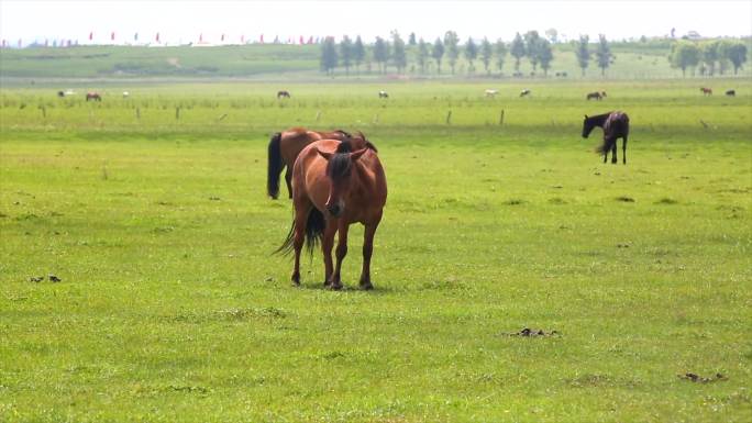 草原上吃草的马和吃草的牛