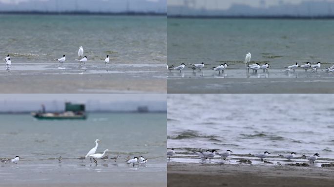 鸥嘴噪鸥、海鸥、大海、沙滩合集4