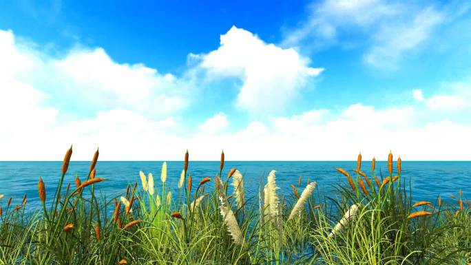 芦苇水草湖面-蓝天白云背景