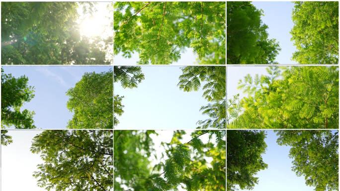夏天阳光绿色树叶立夏