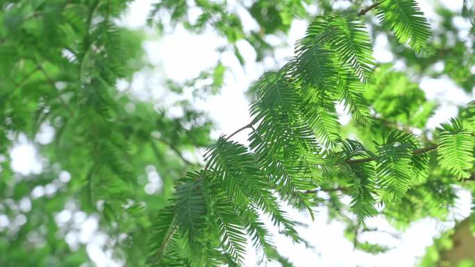 夏天阳光绿色树叶立夏