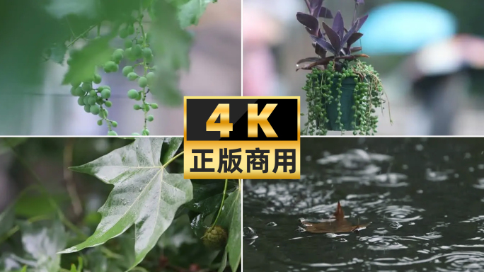 4k雨水惊蛰谷雨立春意境雨滴滴水