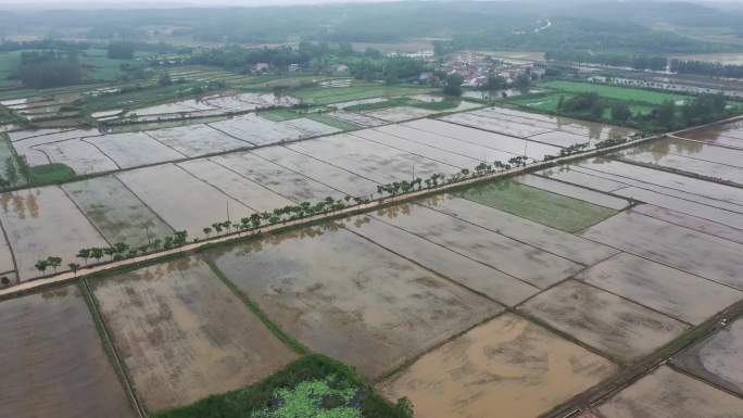 江汉平原 冷水稻 冷水米 2023年春耕