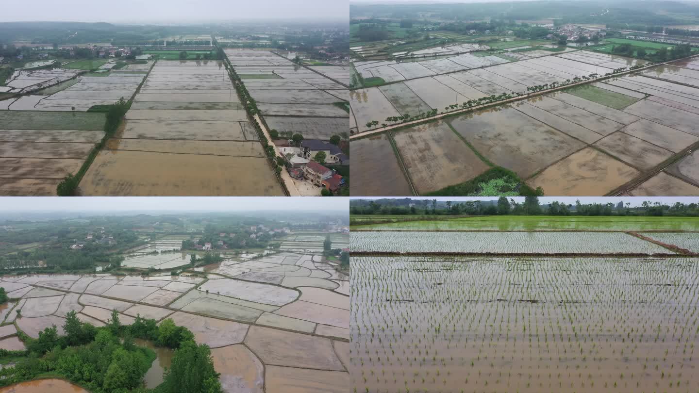 江汉平原 冷水稻 冷水米 2023年春耕
