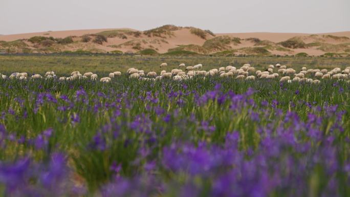 马兰花 养殖 生态 羊群 草原 沙漠