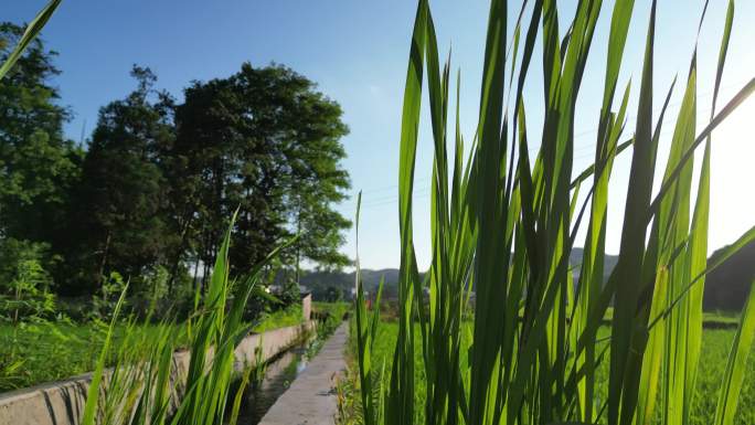 夏季麦芒  稻田光影