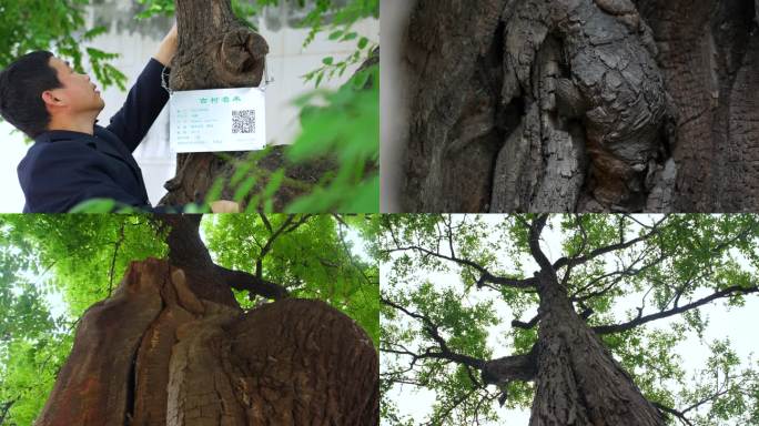 【4K】古树 古树名木 古树保护 枣树林