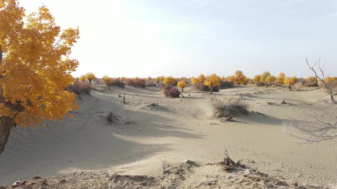 塔克拉玛干沙漠金色胡杨林航拍