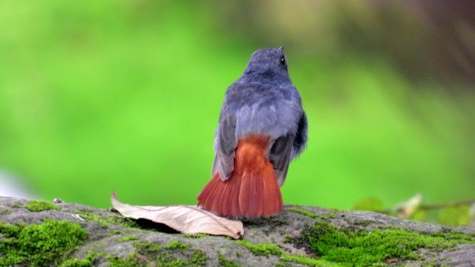 好漂亮的小鸟红尾水鸲，尾巴散开叫声