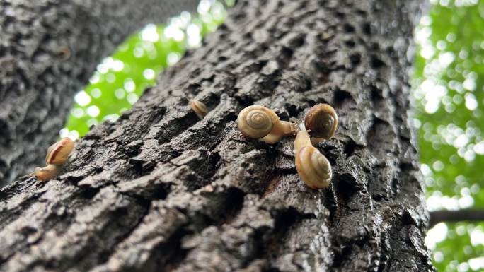 生态之美，湿漉漉的树干上，自由惬意的蜗牛