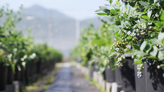 蓝莓果园蓝莓特写