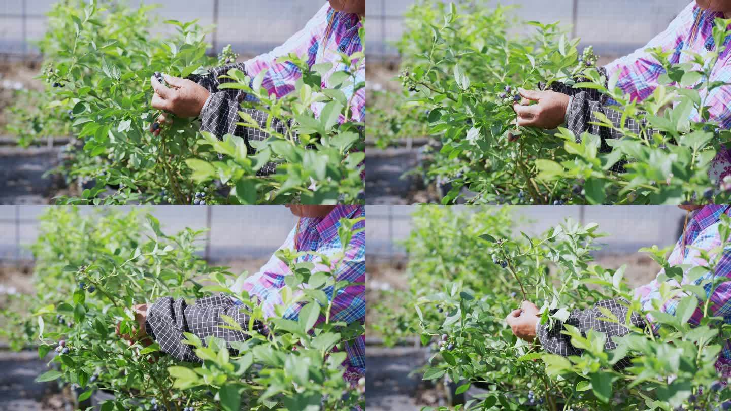 农民在果园采摘蓝莓