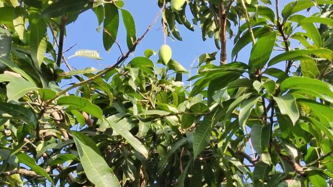 芒果 水果 热带水果 收获 丰收 芒果园