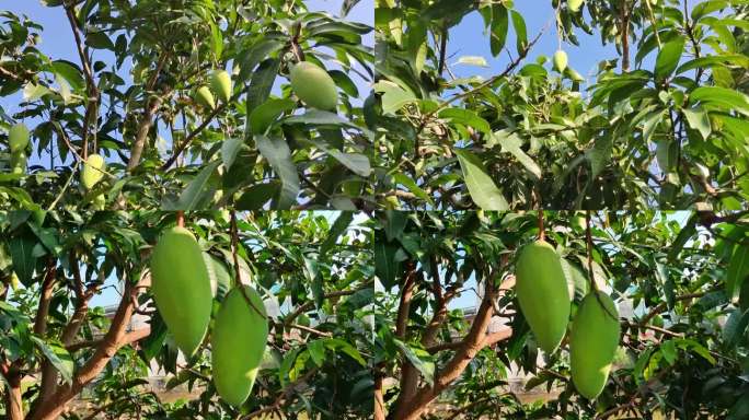芒果 水果 热带水果 收获 丰收 芒果园