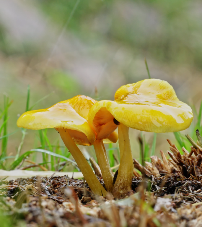 竖屏雨中的黄色野生蘑菇