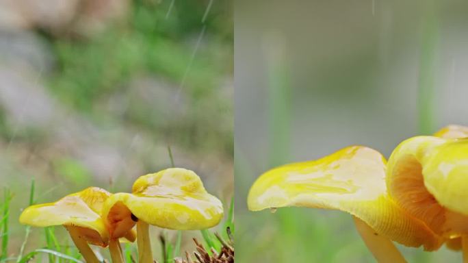 竖屏雨中的黄色野生蘑菇