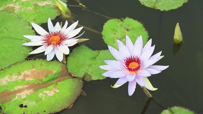 紫色睡莲 子午莲 莲花 荷花 水生植物