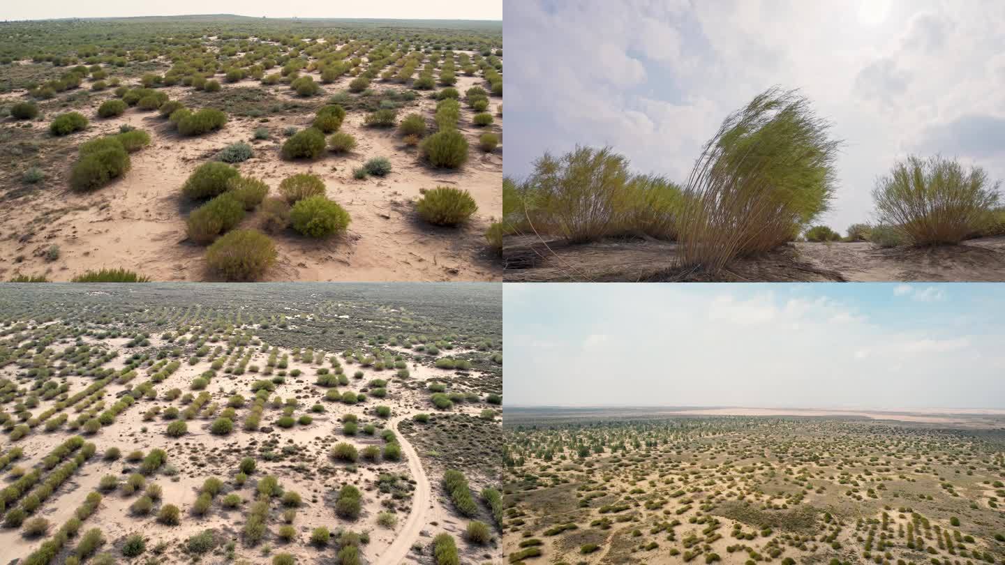 沙柳 沙漠 固沙