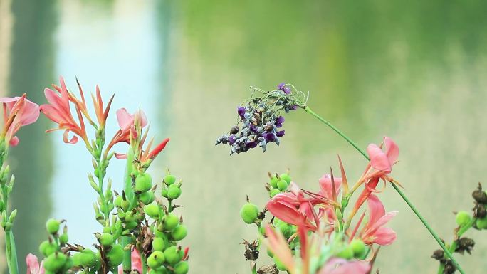 再力花 水竹芋 水莲蕉 塔利亚 紫色花朵