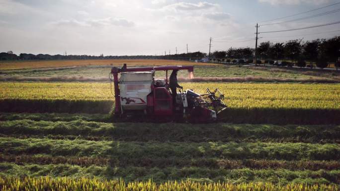 无人机低空侧拍收割水稻的机械