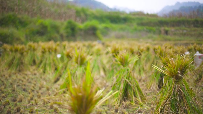 肥料 有机肥 水稻秸秆 水稻收割后