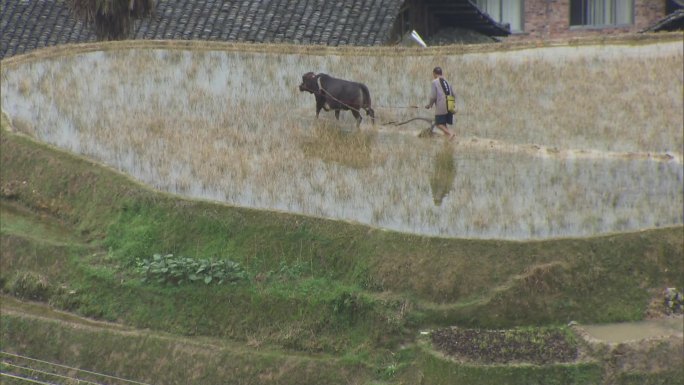 M1 芒种 水牛犁地 插秧