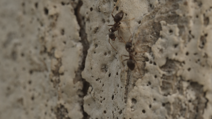 蚂蚁劳动蚂蚁搬家交流