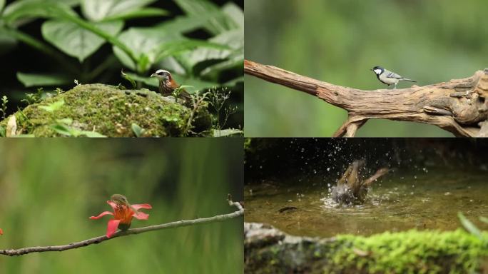 大自然里，鸟吃虫子、鸟洗澡和鸟飞翔
