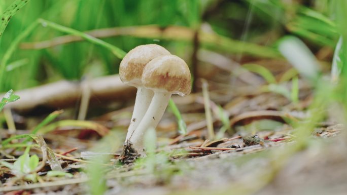 雨中野生蘑菇