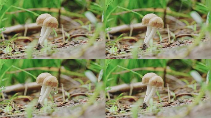 雨中野生蘑菇