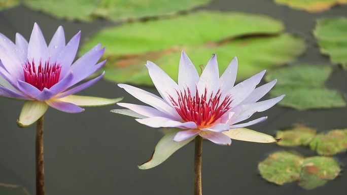 紫色睡莲 子午莲 莲花 荷花 水生植物