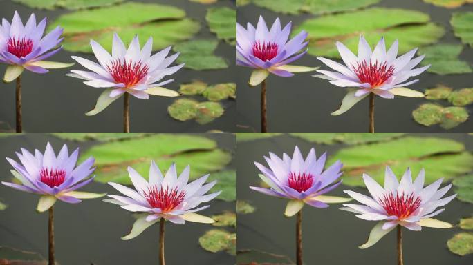 紫色睡莲 子午莲 莲花 荷花 水生植物