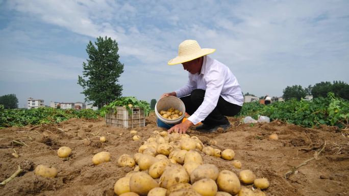 马铃薯收获土豆收获